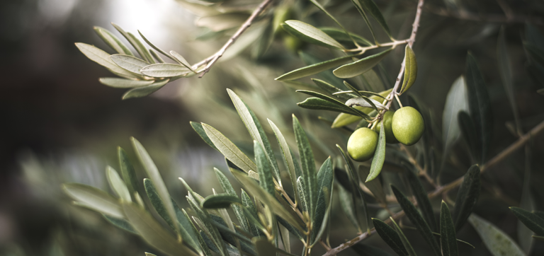 Why Is My Olive Tree Dropping Leaves?